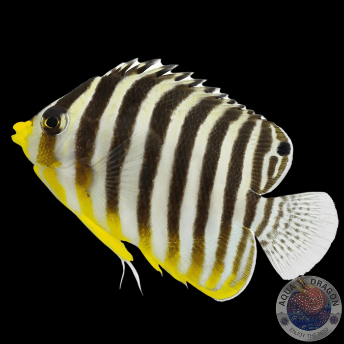 Paracentropyge multifasciata „Zebra-Zwergkaiserfisch“