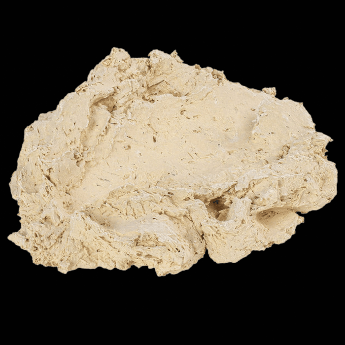 Arka Muschelhalter