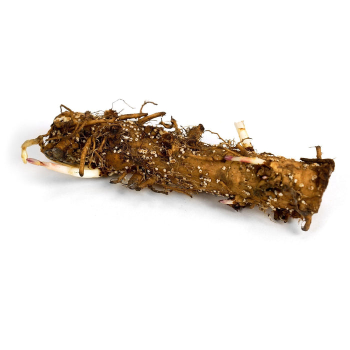 Columbus Hop Rhizome
