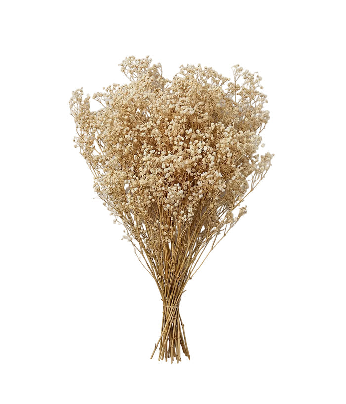 Preserved Blonde Mini Gyp Baby’s Breath Bunch — overall view